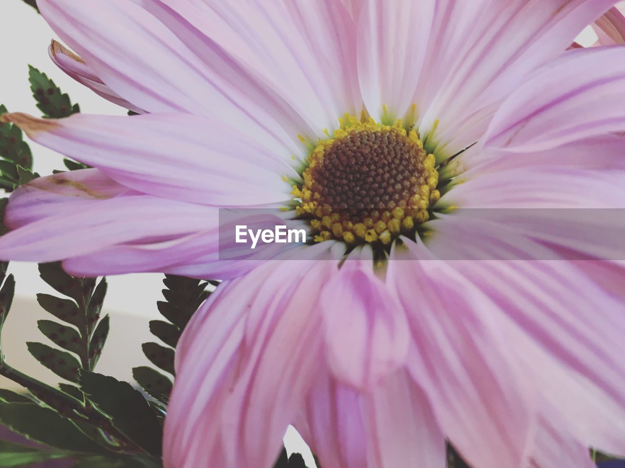 CLOSE-UP OF PINK FLOWER BLOOMING