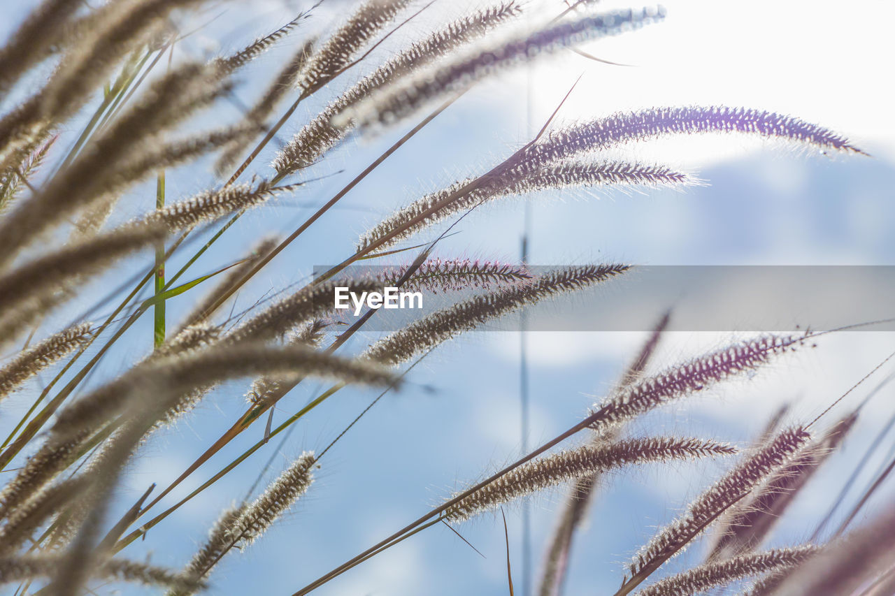 Close-up of reeds against sky