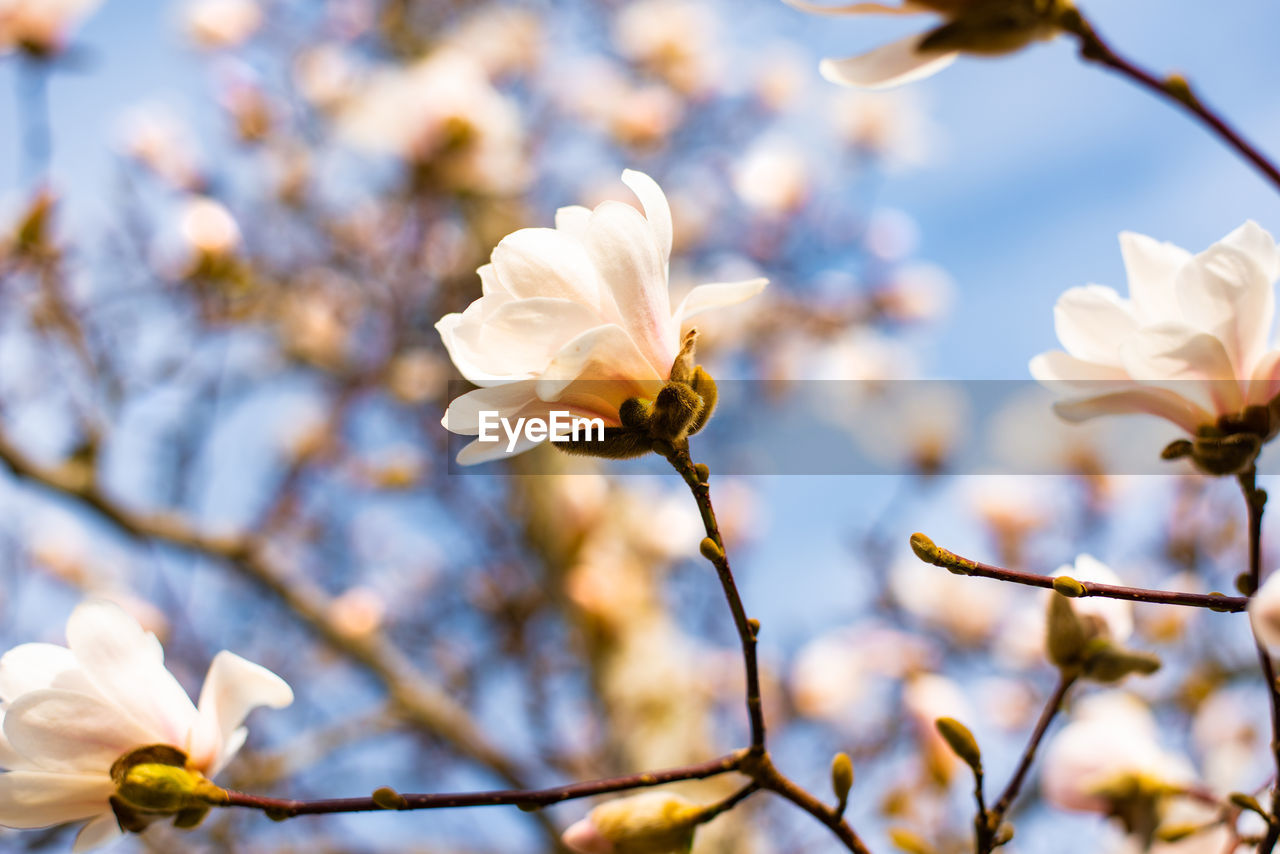 CLOSE-UP OF WHITE CHERRY BLOSSOM ON TREE BRANCH