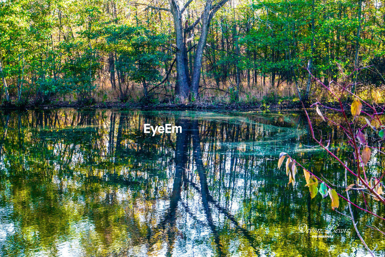 REFLECTION OF TREES IN LAKE WATER