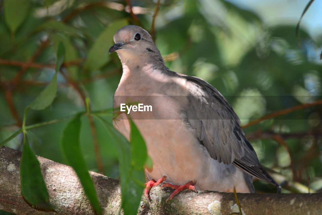 Close-up of bird perching on branch