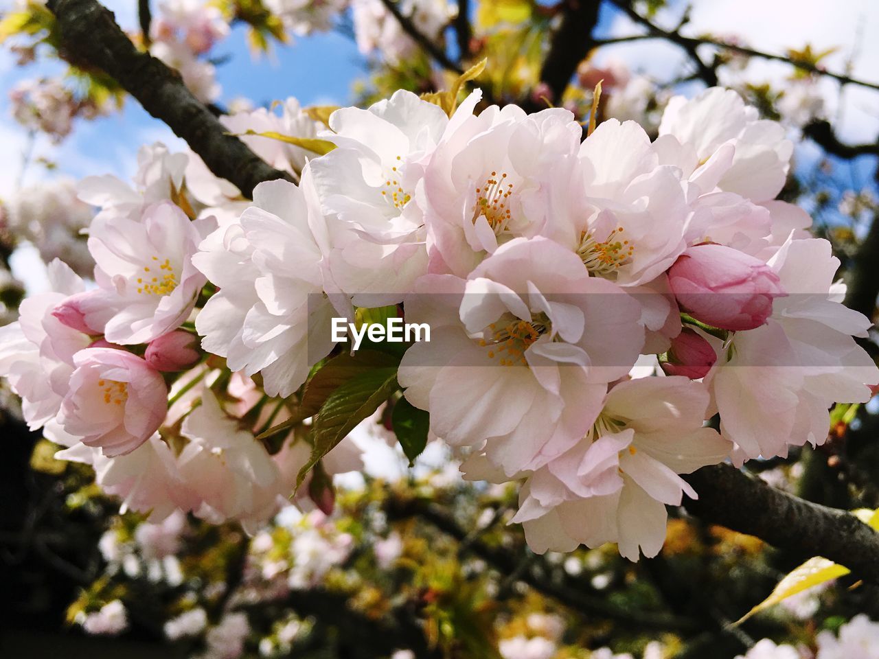 PINK FLOWERS BLOOMING ON TREE