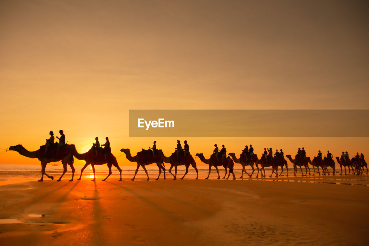 Group of silhouette people riding camels along the beach in broome, australia