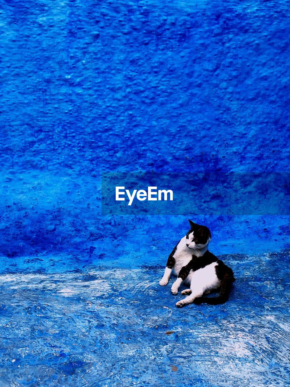 Cat on blue wall