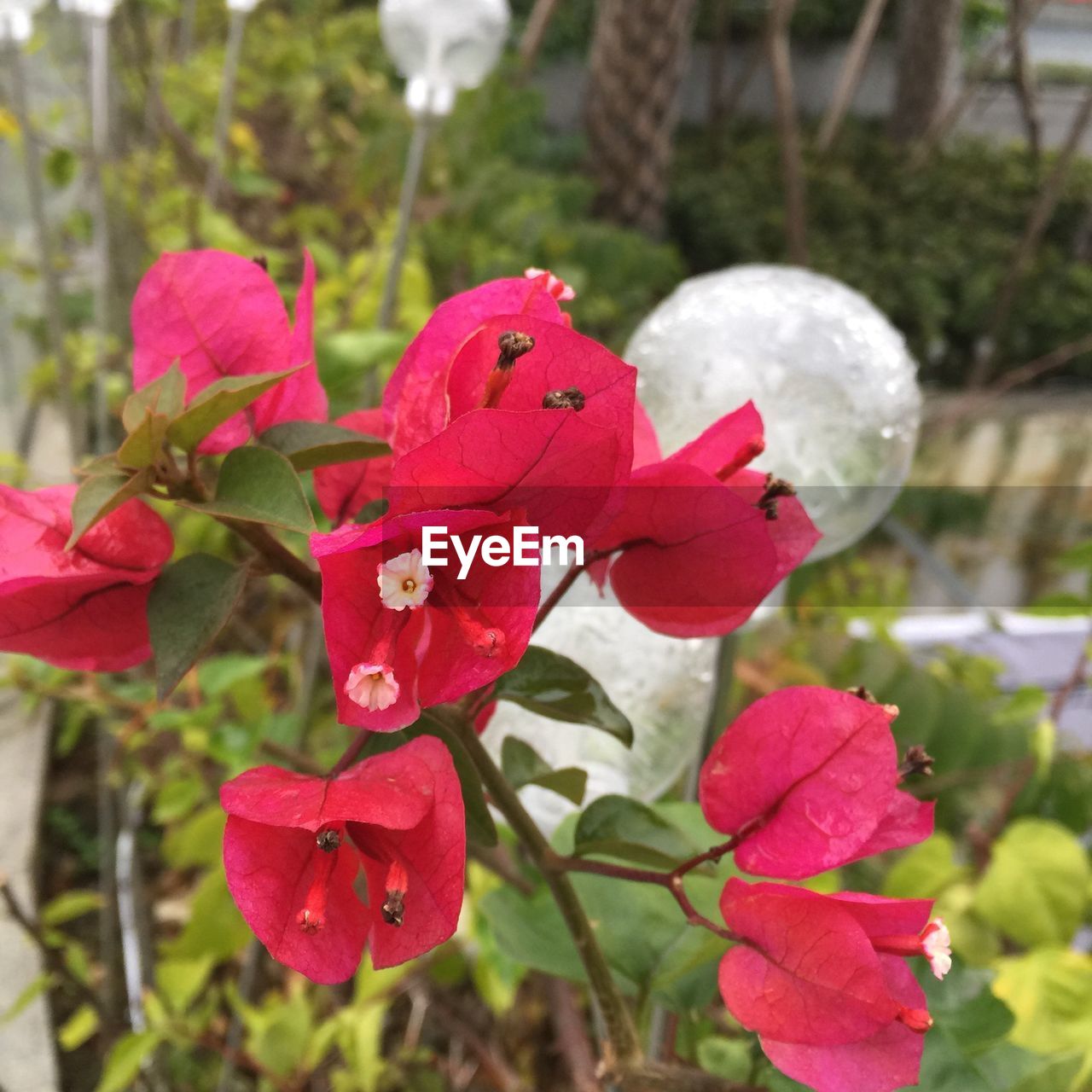 CLOSE-UP OF PINK FLOWER PLANT