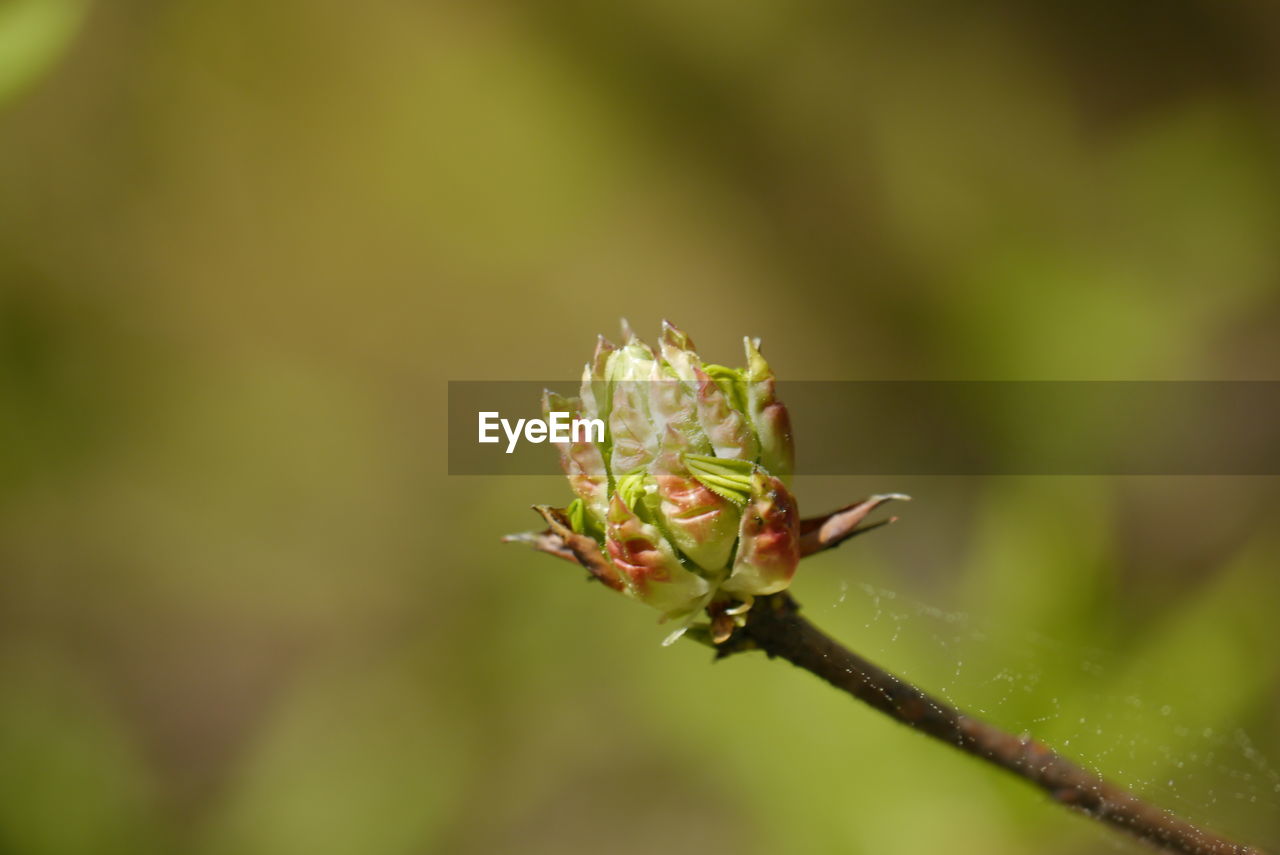 Close-up of red flowering plant