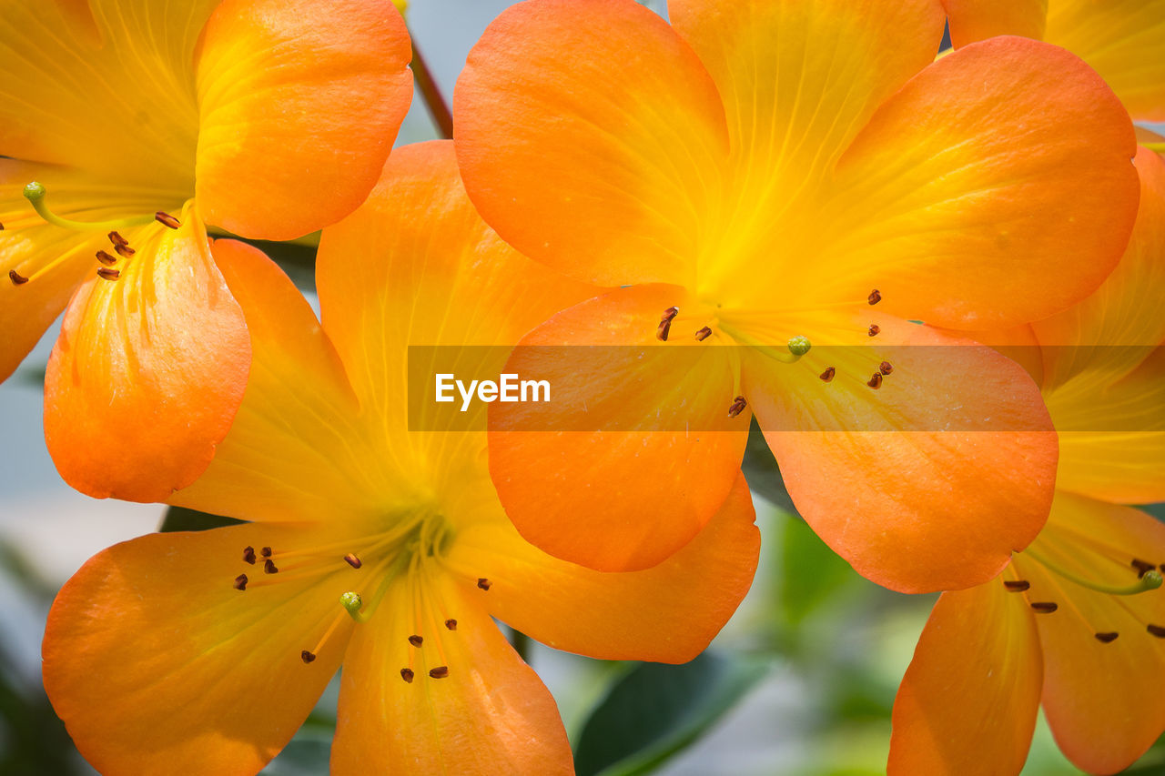 CLOSE-UP OF ORANGE FLOWERING PLANT AGAINST YELLOW WATER LILY