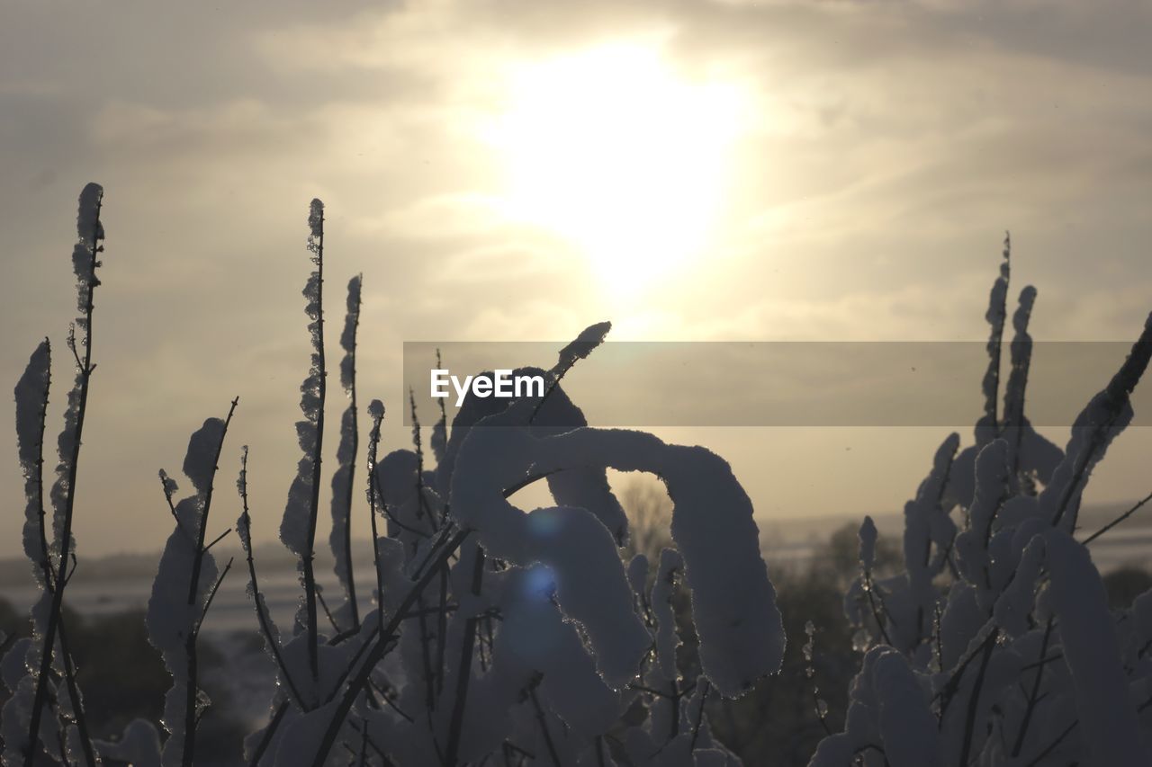 Silhouette plants on field against sky during sunset