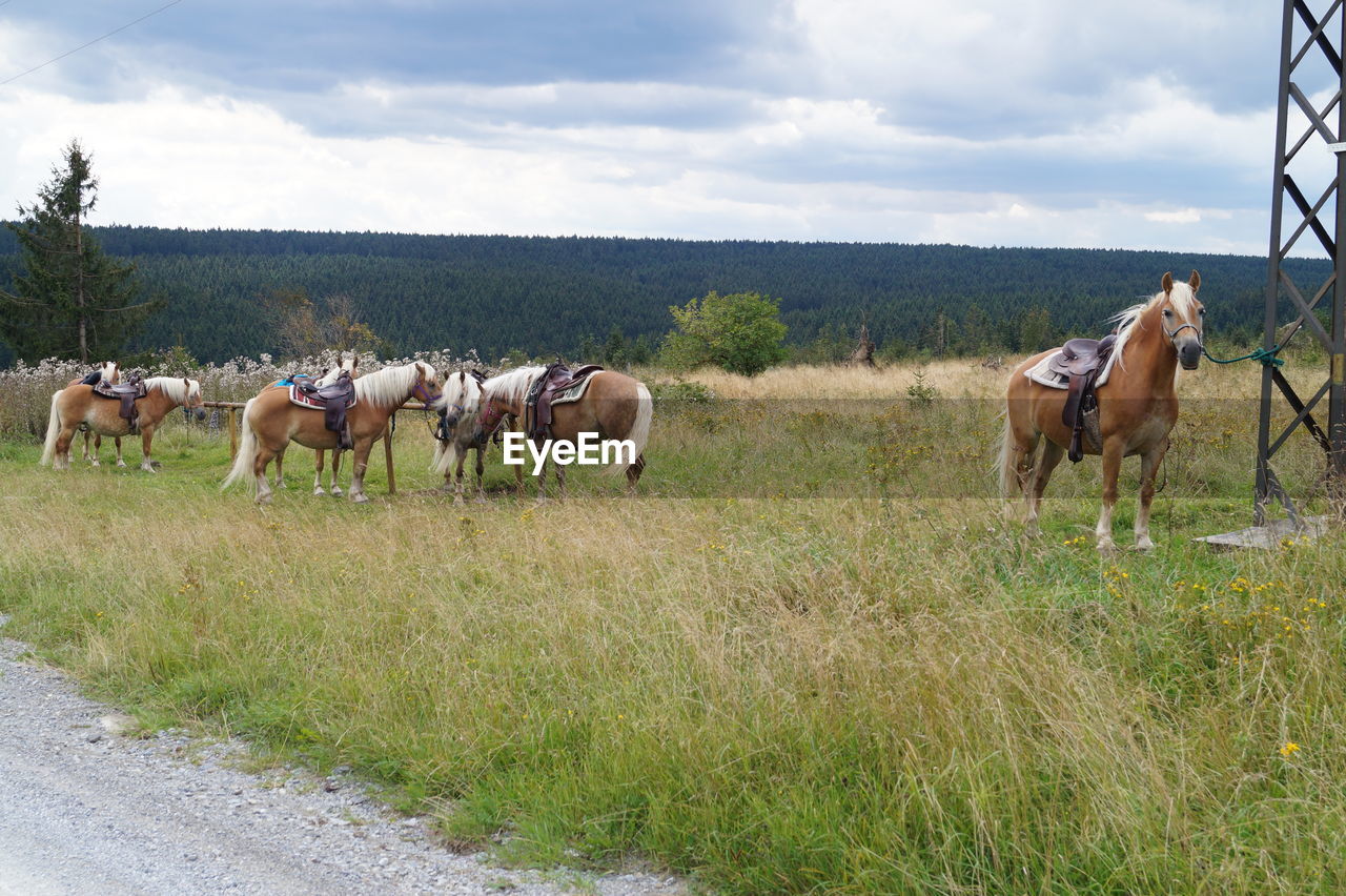 Horses grazing on grassy field against cloudy sky