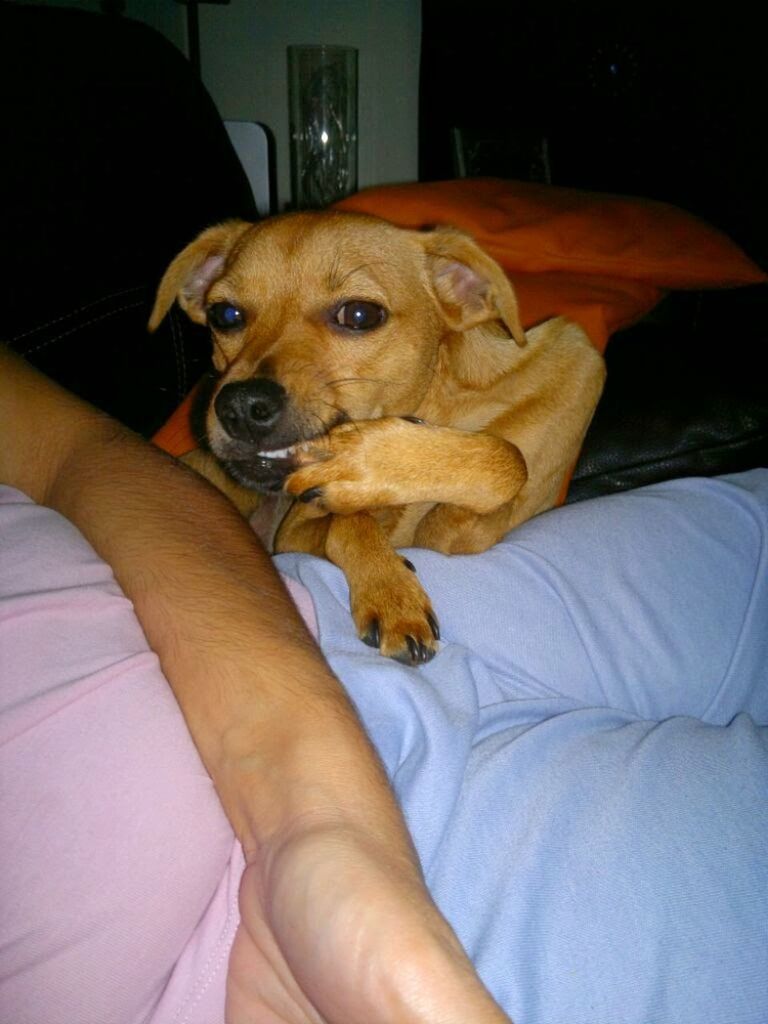 PORTRAIT OF DOG ON SOFA