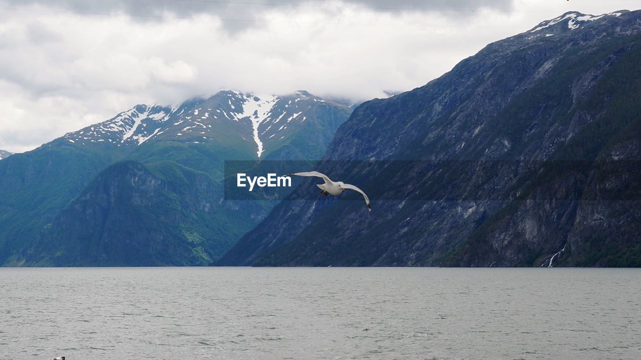 BIRD FLYING OVER SEA AGAINST MOUNTAIN