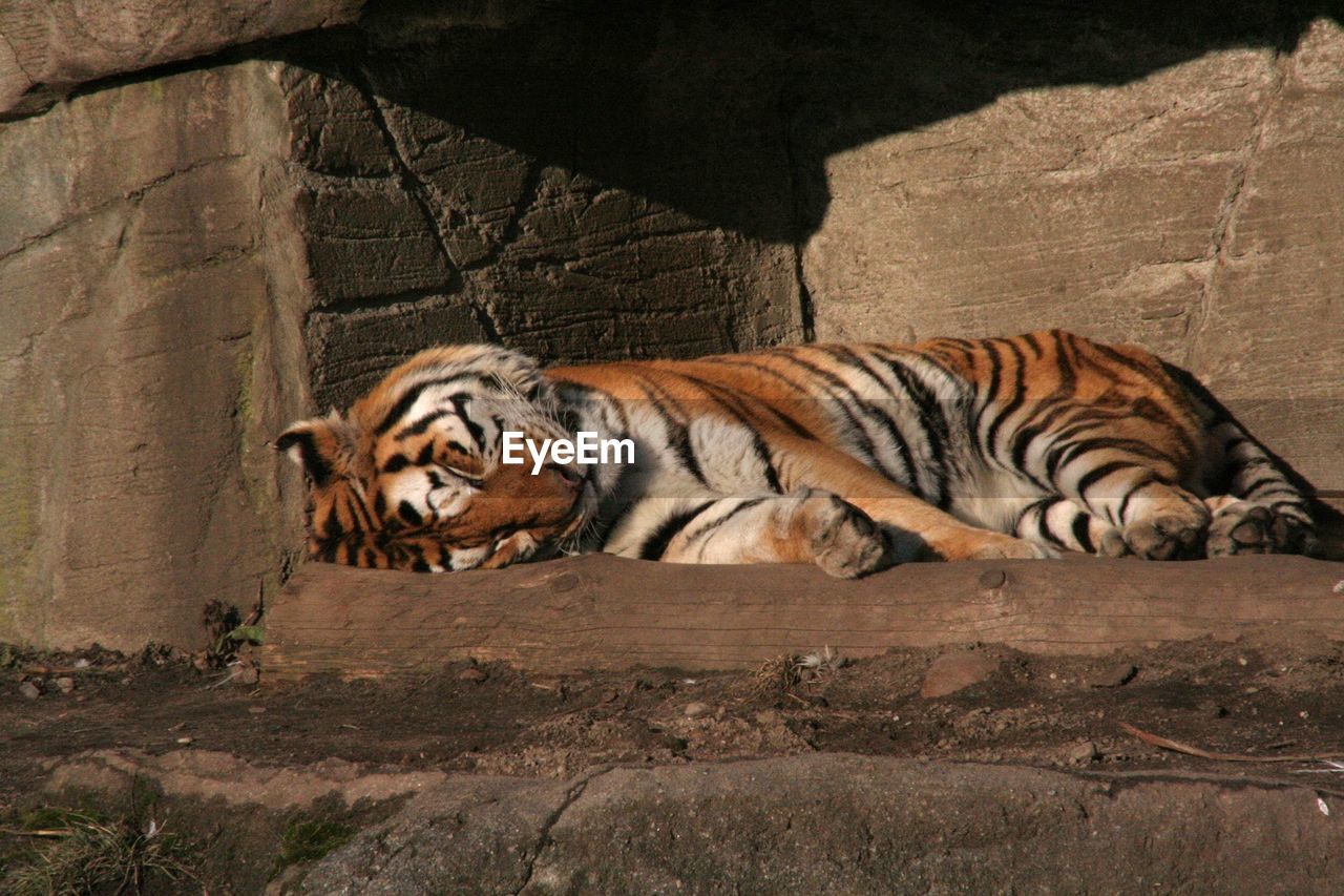 TIGER RESTING ON A ROCK