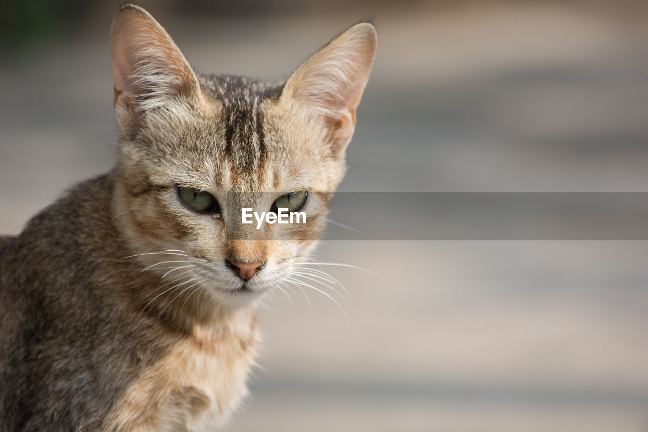 Close-up portrait of cat