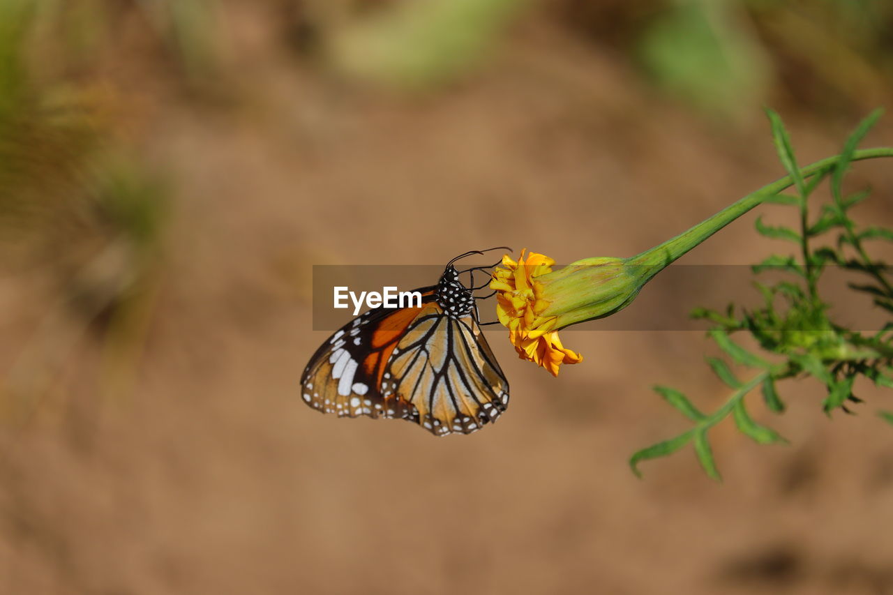 Monarch butterfly and copy space background