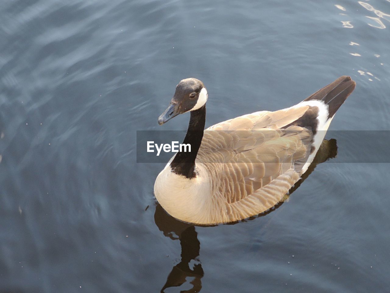 High angle view of duck swimming in lake