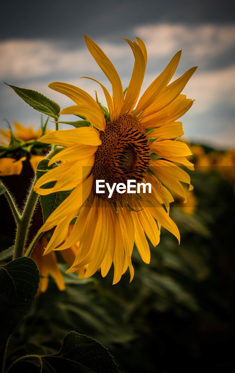 Close-up of sunflower