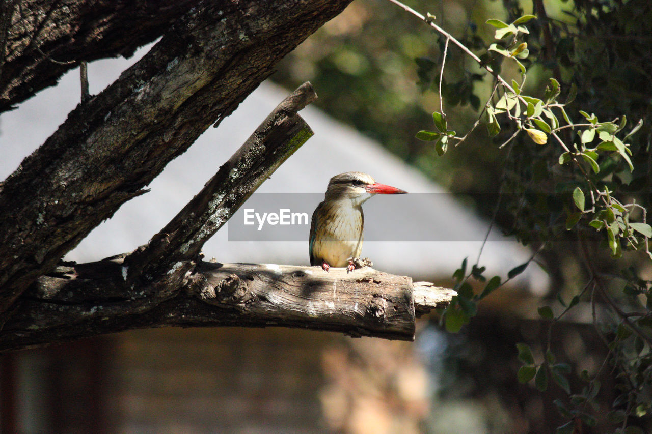 Brown-hooded kingfisher on a cut branch halcyon albiventris