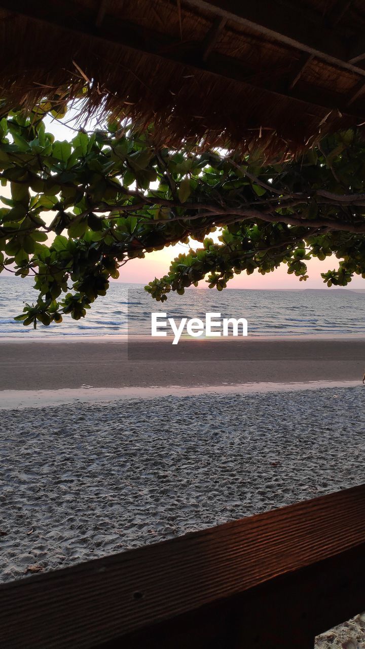 TREES ON BEACH AGAINST SKY