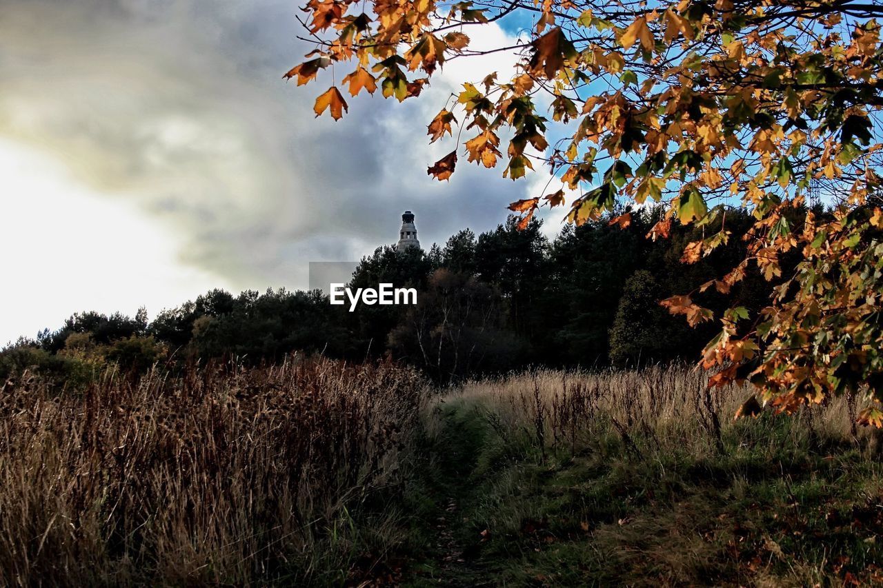 TREES ON FIELD DURING AUTUMN