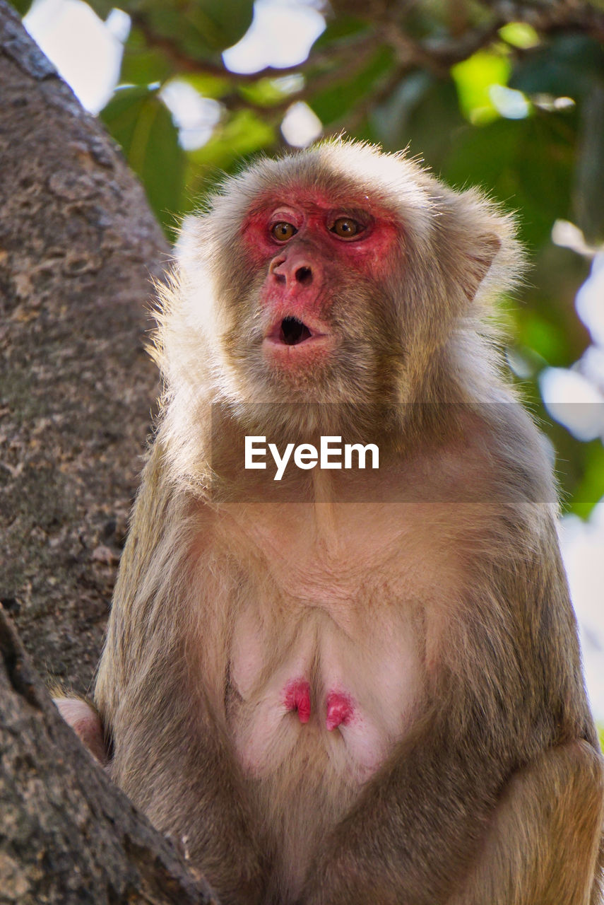 CLOSE-UP PORTRAIT OF MONKEY