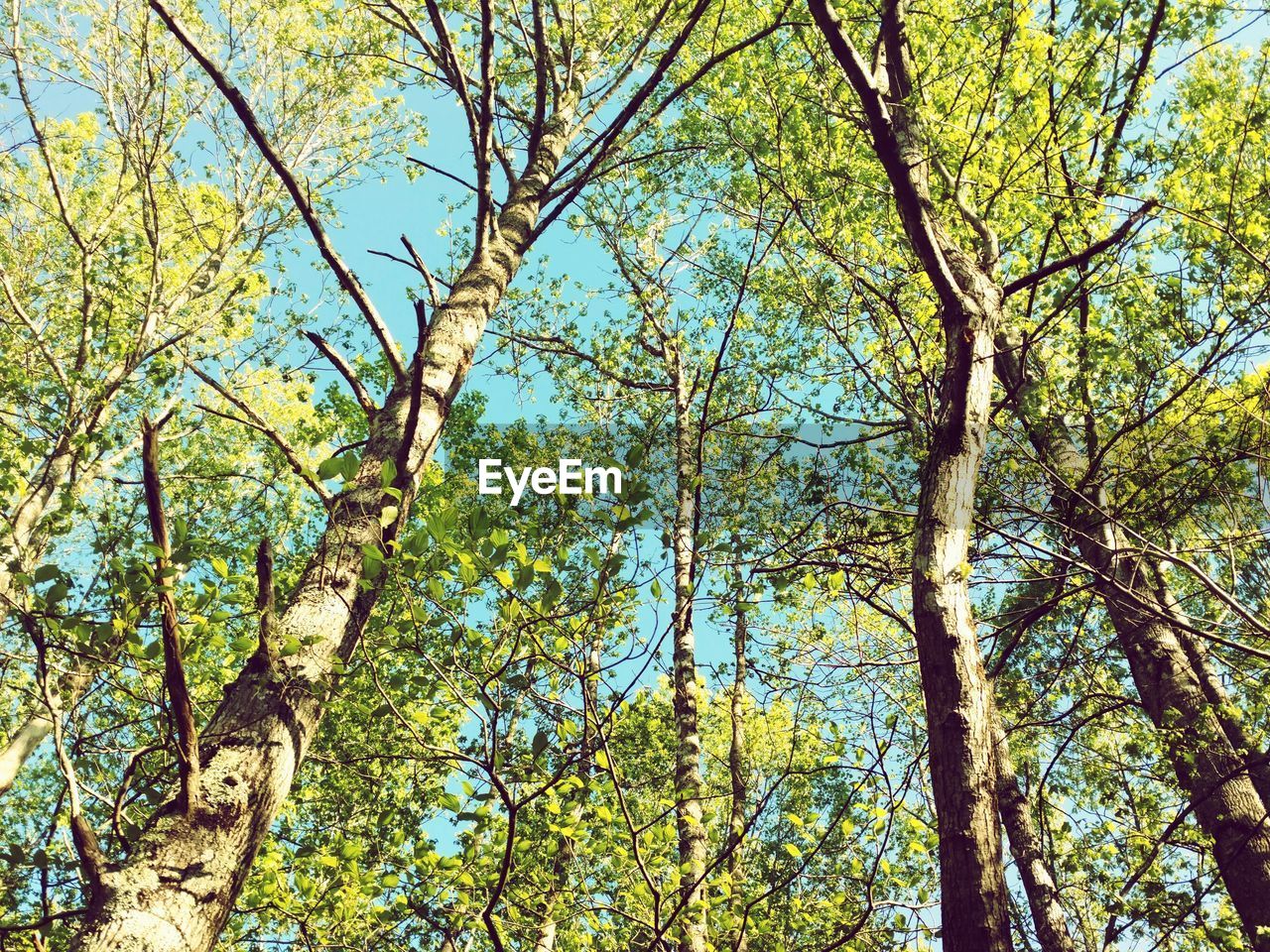 Low angle view of trees growing against sky at forest