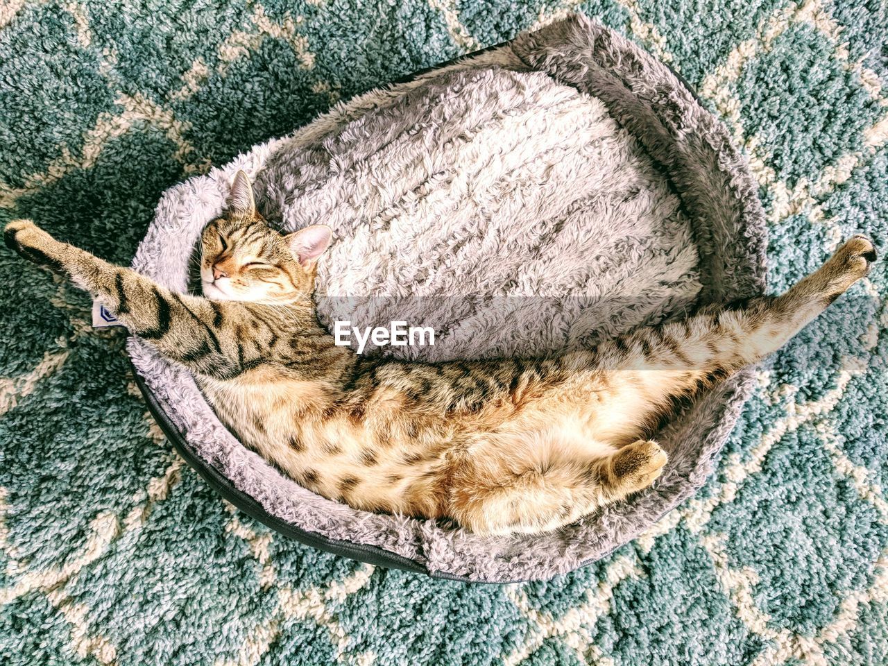 High angle view of cat sleeping on pet bed at home