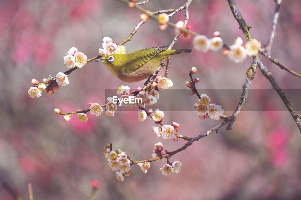 CLOSE-UP OF PINK CHERRY BLOSSOM