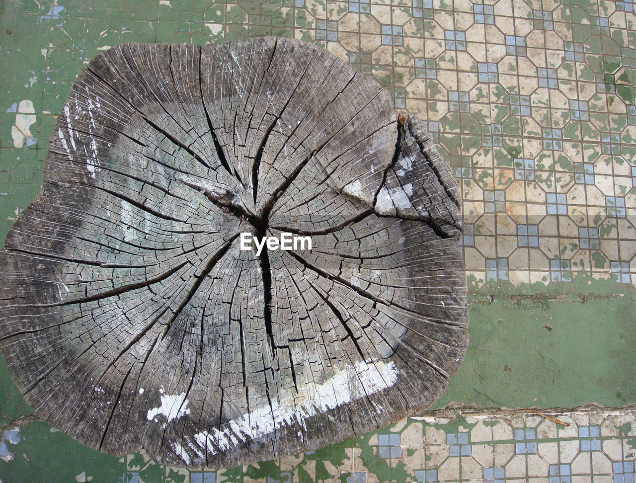 Dry leaves on tree trunk