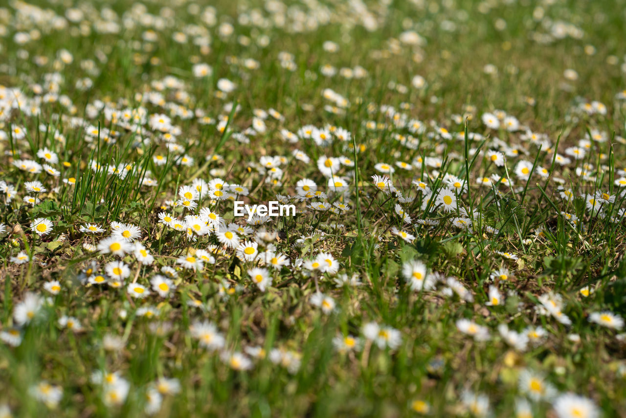 Daisies on a spring meadow are lost in blur. 