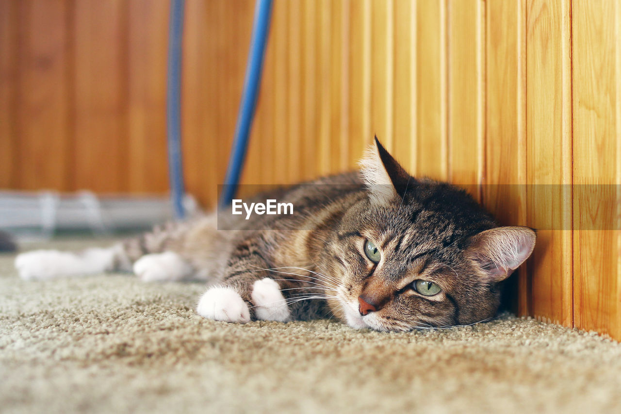 Cute short haired brown tabby cat with green eyes is resting on a floor in balcony.