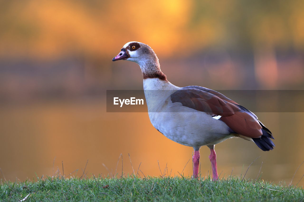 An egyptian goose with an autumnal background