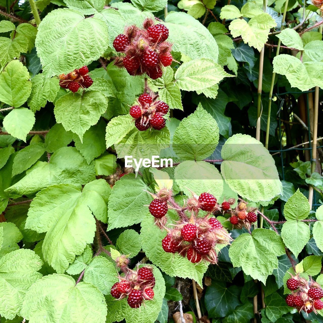 leaf, plant part, plant, growth, green, nature, flower, freshness, beauty in nature, produce, no people, day, fruit, high angle view, dewberry, berry, healthy eating, close-up, food and drink, outdoors, flowering plant, food, red, bramble, thimbleberry, garden, herb, fragility