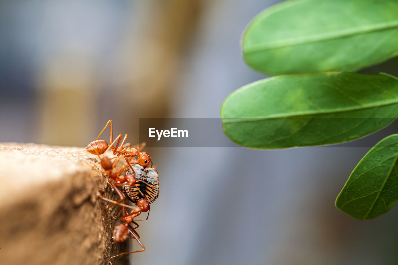 CLOSE-UP OF INSECT