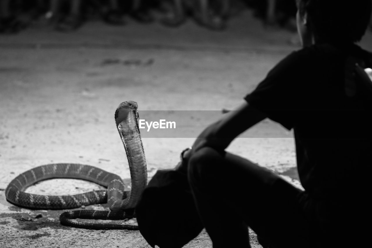 Rear view of snake charmer crouching by king cobra on street