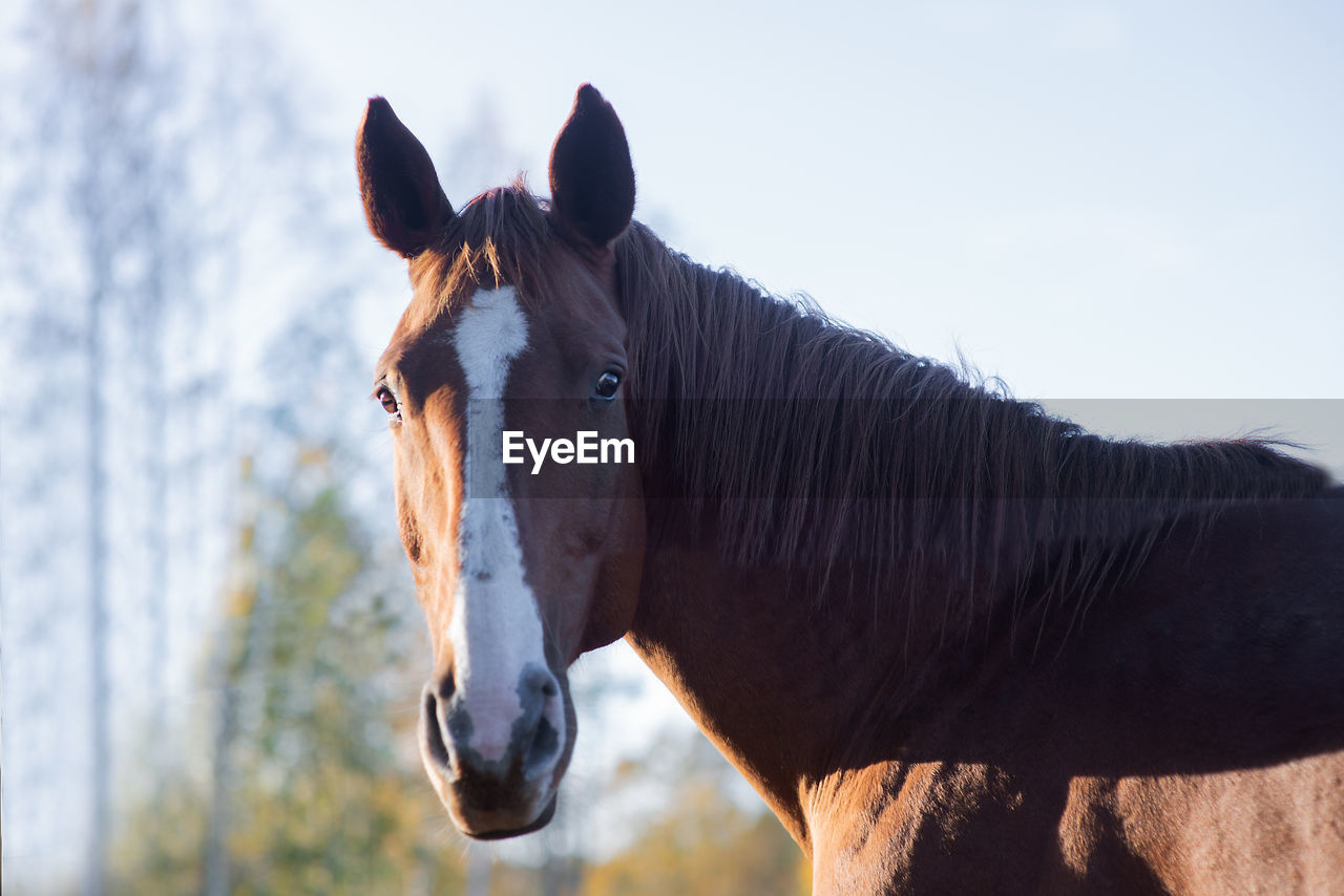 Portrait of beautiful brown horse looking to camera