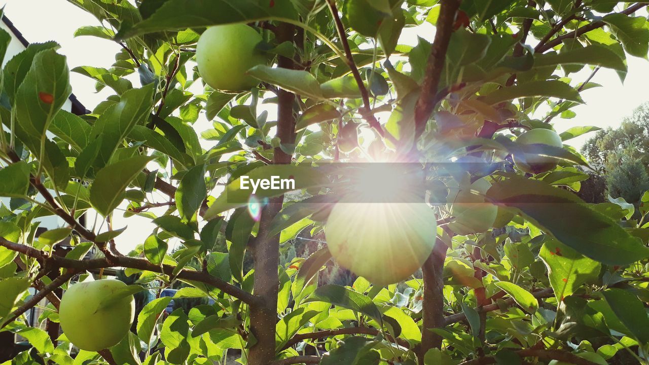 LOW ANGLE VIEW OF SUNLIGHT STREAMING THROUGH TREES