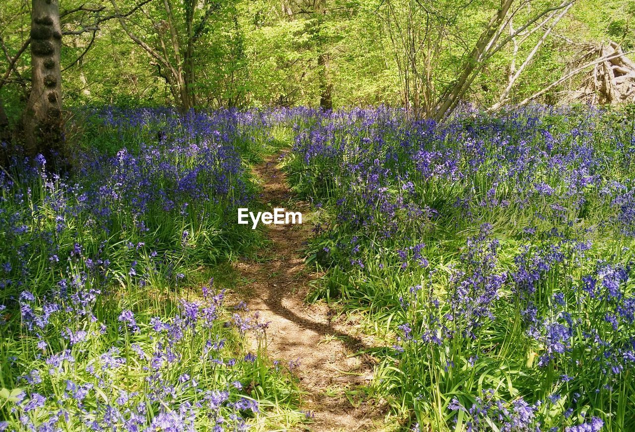 PURPLE FLOWERS GROWING ON TREE