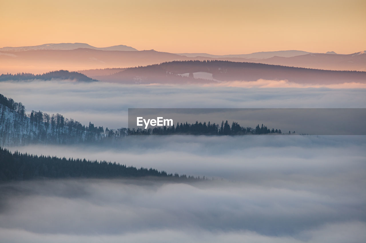 Winter landscape from rodnei mountains. foggy mornings with pine trees in the frozen national park.