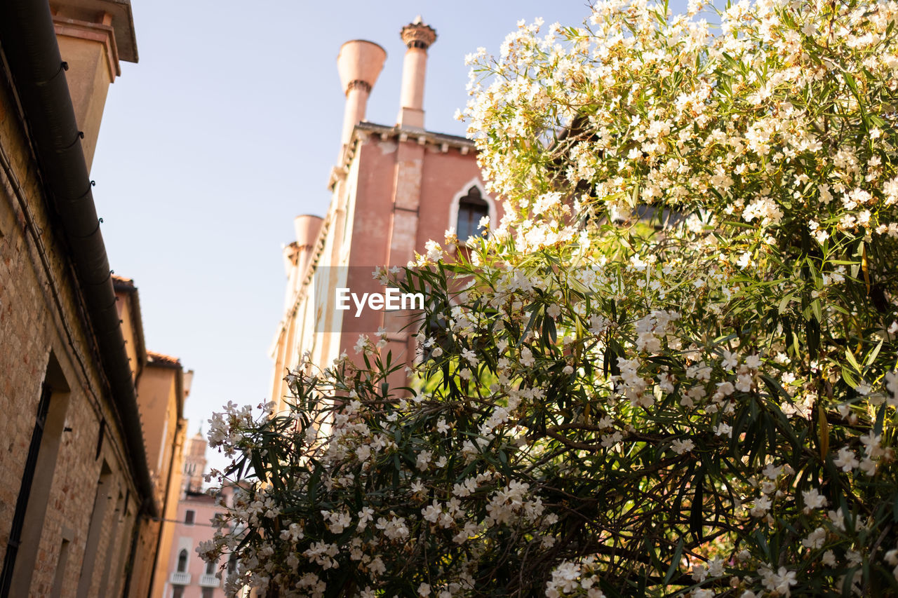 Low angle view of flowering plants and buildings against sky