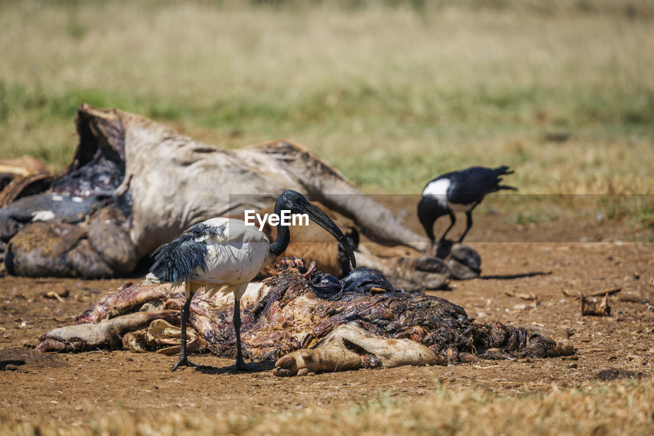 PIGEONS ON FIELD