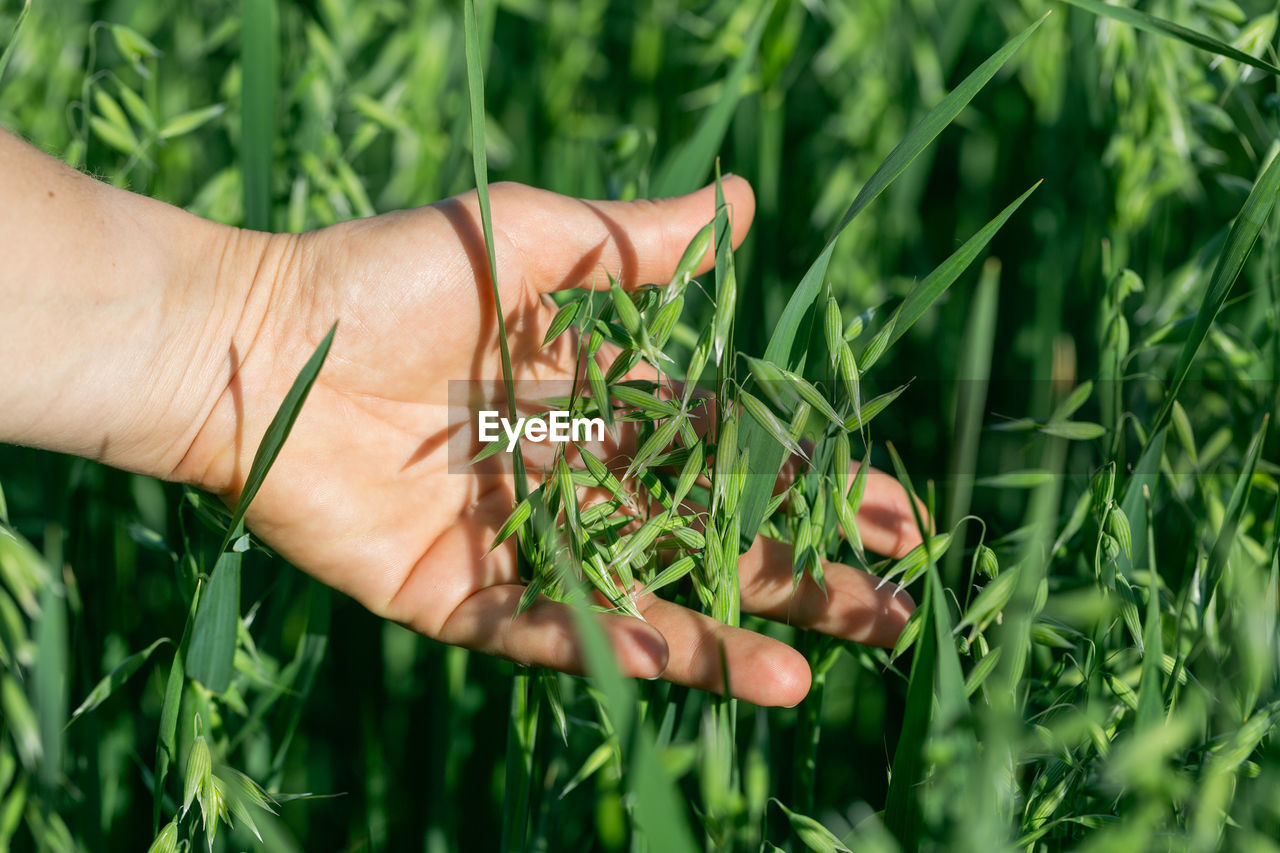 Cropped hand of woman holding plant