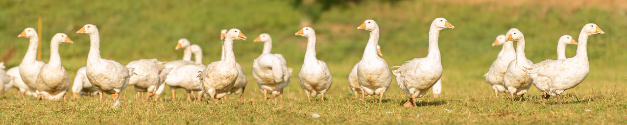 FLOCK OF SHEEP IN FIELD