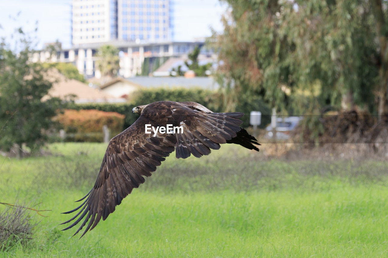 animal themes, animal, bird, wildlife, animal wildlife, flying, bird of prey, spread wings, one animal, plant, nature, eagle, grass, focus on foreground, no people, animal body part, day, mid-air, outdoors, tree, animal wing, motion, vulture, built structure, architecture, falcon, building exterior
