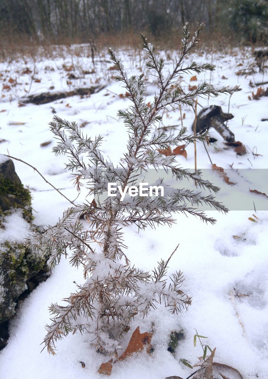 Close-up of frozen plants during winter