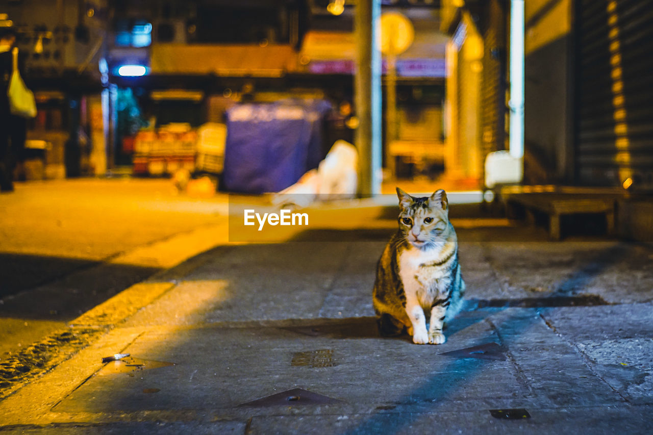 Cat sitting on street at night