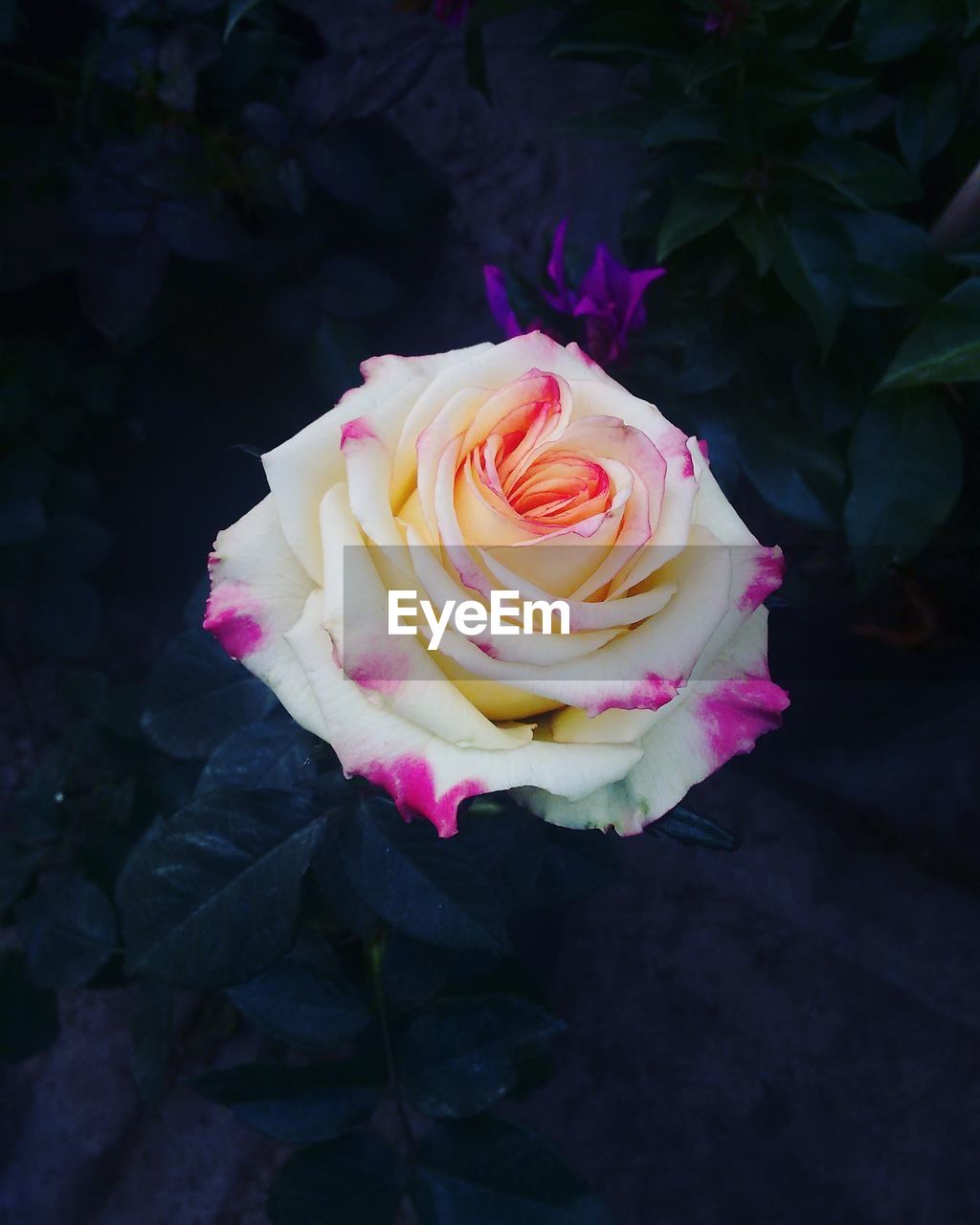 CLOSE-UP OF FRESH ROSE BLOOMING IN GARDEN