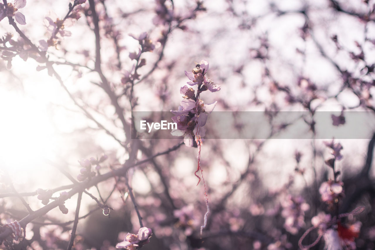 Close-up of cherry blossoms in spring