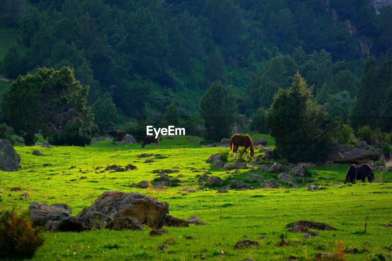 COWS GRAZING ON GREEN LANDSCAPE