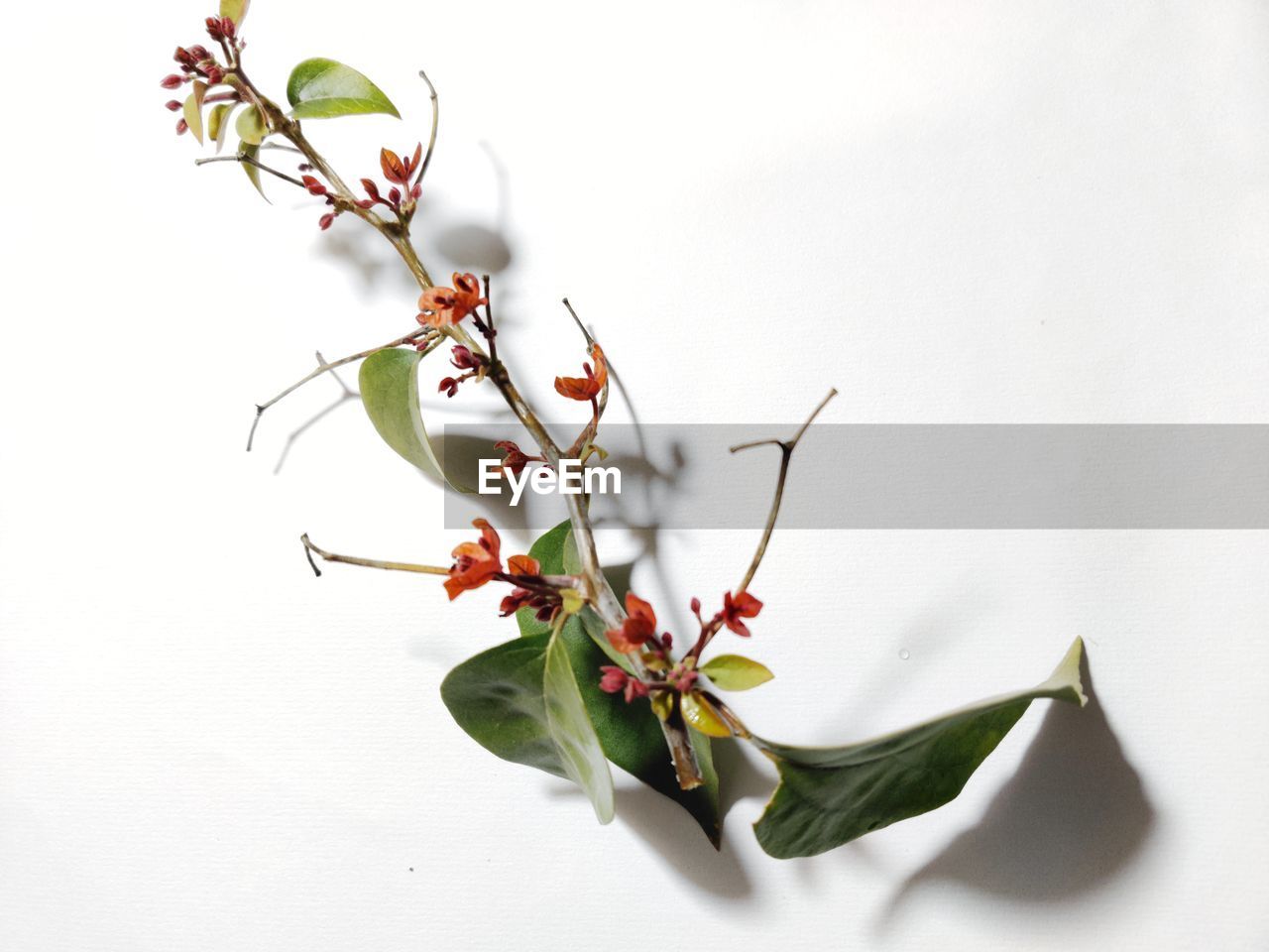 CLOSE-UP OF WHITE FLOWERING PLANT AGAINST GRAY BACKGROUND DURING WINTER