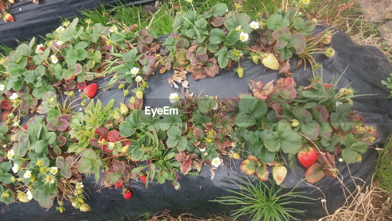 FRUITS GROWING ON TREE